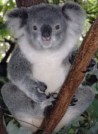 438px-Friendly_Female_Koala.JPG